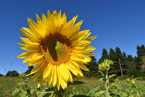 Een zonnebloem onder een blauwe lucht
