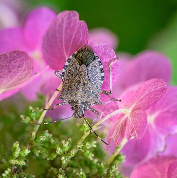 Leather bug on pink hydrangea flowers by ManfredFotos