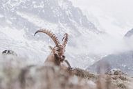 Bouquetin en montagne | Photographie de paysage Chamonix par Merlijn Arina Photography Aperçu