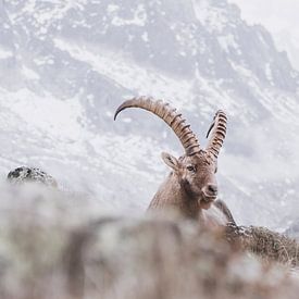 Apine Ibex in the mountains | Landscape photography Chamonix by Merlijn Arina Photography