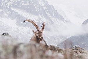 Steenbok in de bergen | Landschapsfotografie - Chamonix, Frankrijk van Merlijn Arina Photography