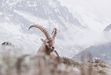 Apine Ibex in the mountains | Landscape photography Chamonix by Merlijn Arina Photography