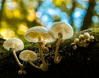 Paddenstoelen 