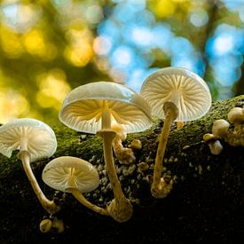 Paddenstoelen  van Natasja Martijn