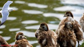Natuur en dieren