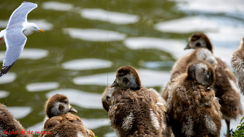 Natuur en dieren