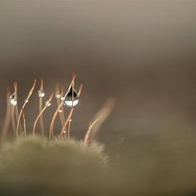 Dew in the moss by René van Leeuwen