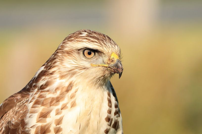 Bussard von Rinnie Wijnstra (FotoAmeland )