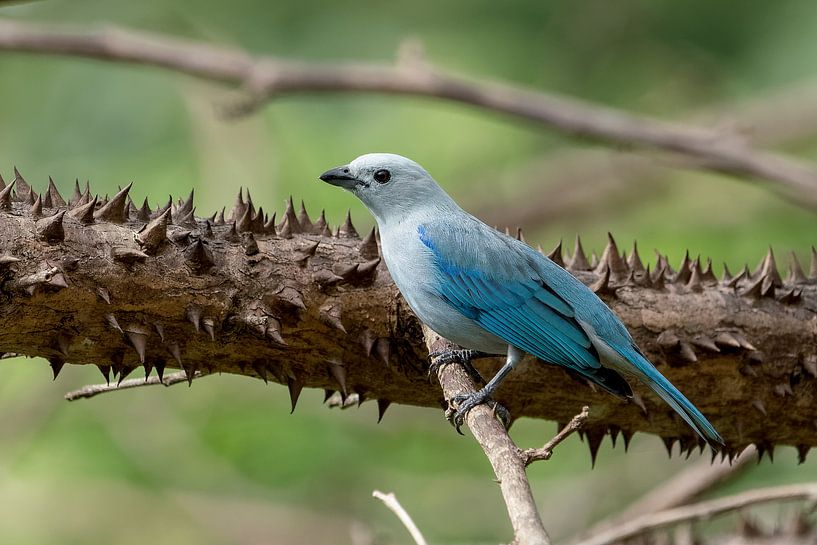 Blue-gray Tanager van Eddy Kuipers