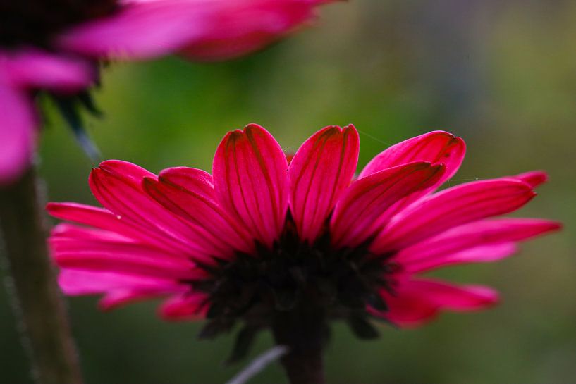 Zonnehoed van Marieke Funke