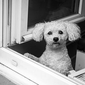 Doggy in the window van Arjan Bijker