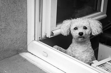 Doggy in the window von Arjan Bijker