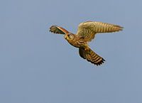 Turmfalke hat ein Auge auf dich geworfen