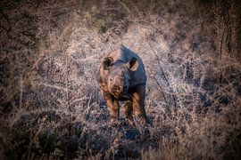 Cuteness vs Thorny by Loris Photography