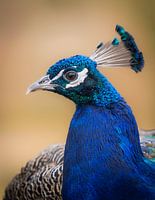 King of Colours: Close-up of a Peacock