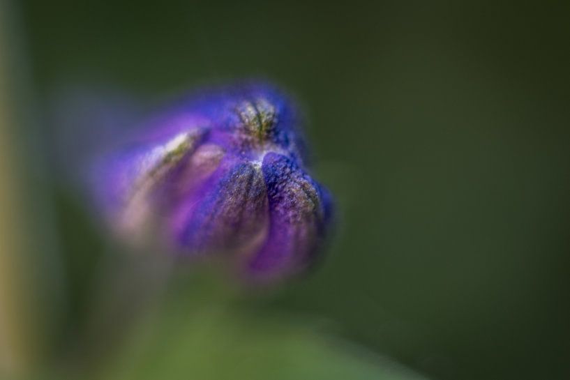 Bloem in knop par Inge Heeringa