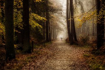 Herfst in het Peerdsbos