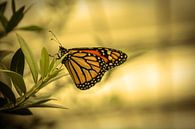 Hangende vlinder van Stedom Fotografie thumbnail