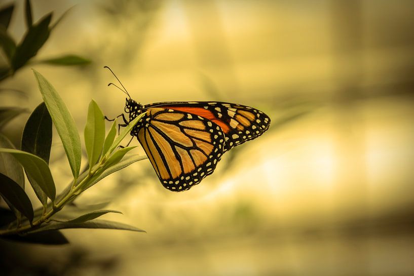 Hangende vlinder van Stedom Fotografie