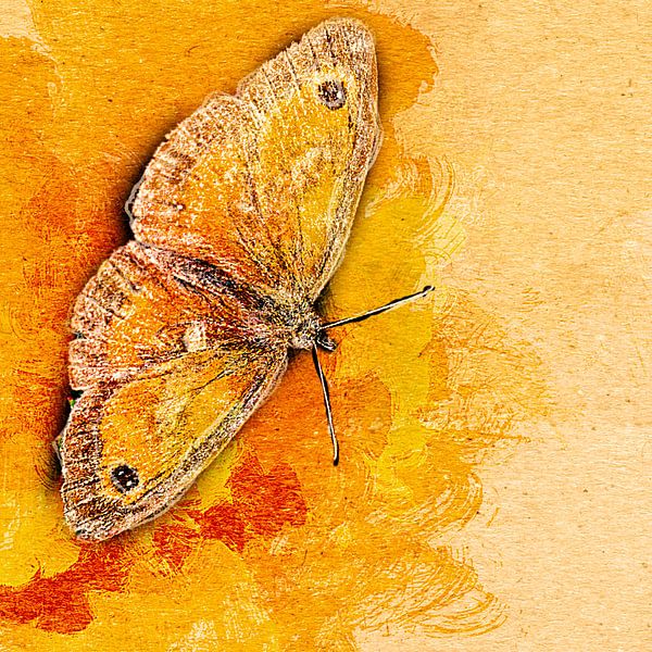 Oranje vlinder van Art by Jeronimo