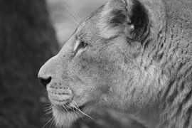 Leeuwin op de uitkijk von Diana Waardijk