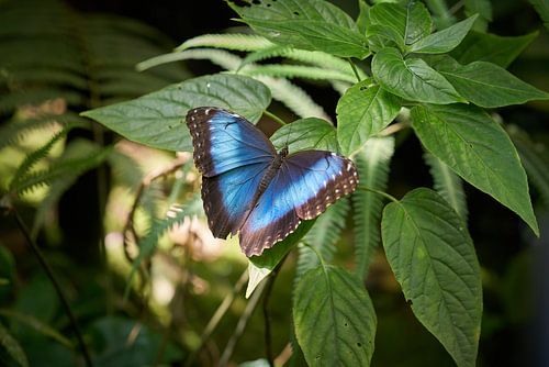 blauwe morpho vlinder