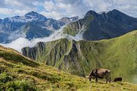 Samnaun, grazing cows
