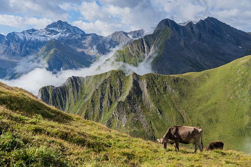 Samnaun, vaches en train de paître