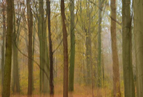 Bos in herfstkleuren (Abstract)