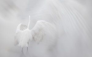 L'aigrette dansante