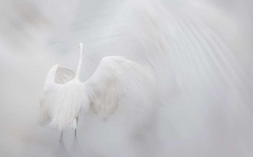 The Dancing Egret by natascha verbij