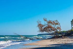Umgestürzter Baum am Weststrand auf dem Fischland-Darß