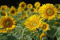 Leuchtend gelbe Sonnenblumen in voller Blüte