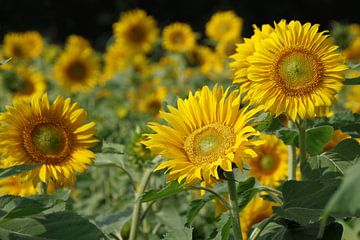Leuchtend gelbe Sonnenblumen in voller Blüte von cuhle-fotos