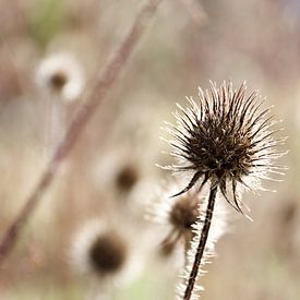 Ballendistel in de avondzon in de herfst van Carmen Varo