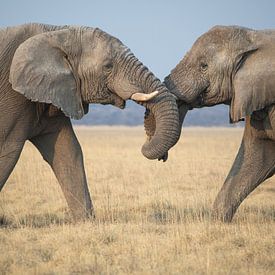 Elefanten spielen am Nachmittag von De wereld door de ogen van Hictures