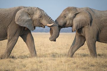 Playing elephants in the afternoon by De wereld door de ogen van Hictures