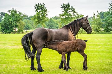 De Friese paarden moeder en kind van Tina Linssen