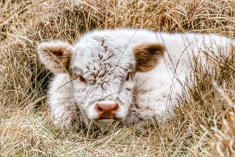 Scottish Highlanders Calf by Truckpowerr