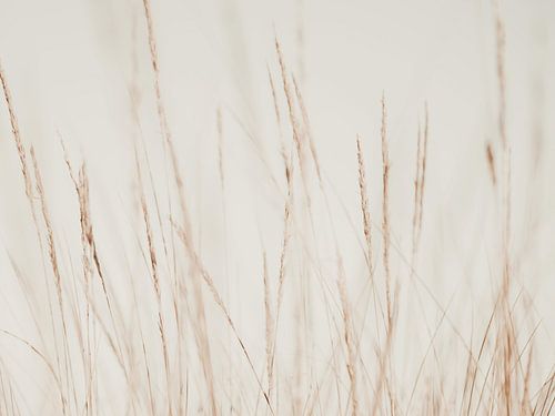 Fluisteringen in de wind