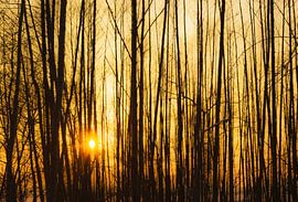 Sonnenuntergang hinter Bäumen