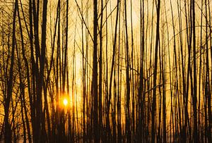 Sonnenuntergang hinter Bäumen
