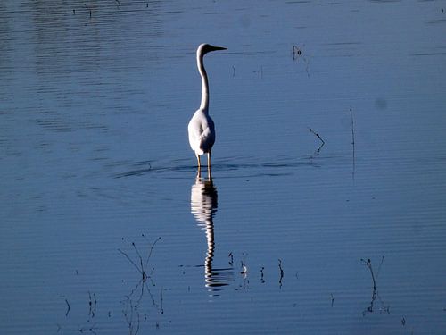 Une pose majestueuse en bleu sur Armand Baptiste