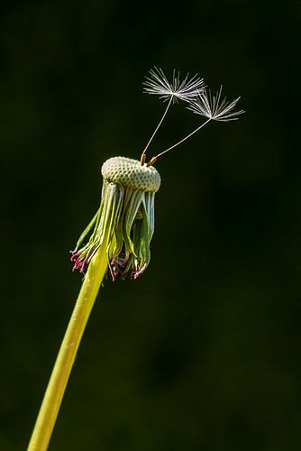 Löwenzahn - allein ist halt so allein