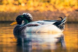 A wild tufted duck in the Netherlands during golden hour #2 by Charlotte Hagg