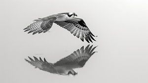 Der Fischadler fliegt über sein Spiegelbild