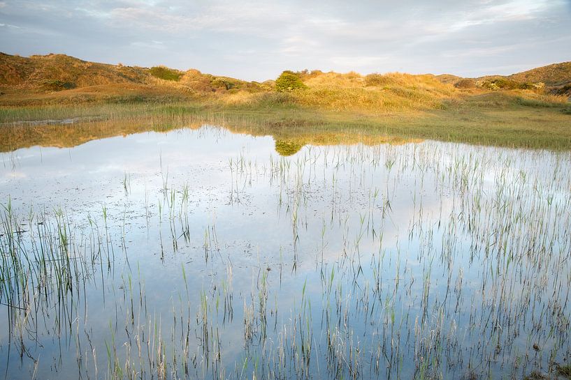 De Libellenvallei in Meijendel -deel 2 van Monique van Genderen (in2pictures.nl fotografie)