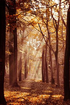 Zonnestralen in het bos van Fotografie Jeronimo