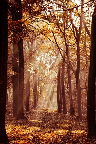 Sunbeams in the forest