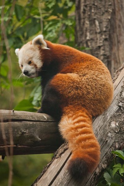 Roter Panda - ein süßes kleines flauschiges rotes Tier (ähnlich wie ein Waschbär) aus den Bergregion von Michael Semenov